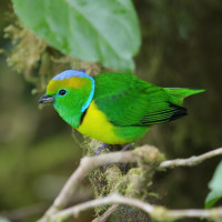 Golden-browed Chlorophonia